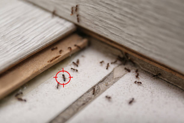 Best Mosquito Control Services  in Albert Lea, MN